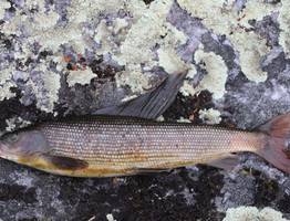 «Заповедная Коми»: как отличить самку сибирского хариуса от самца