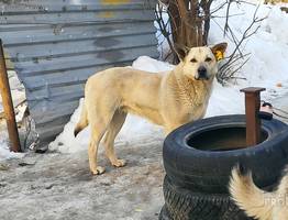 МВД начало проверку после сообщений о зверском расстреле собак в Усинске