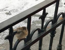 Жителям Коми спрогнозировали потепление к середине мая