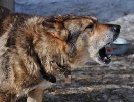 Власти Вуктыла выплатят женщине компенсацию после нападения собак