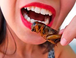 В Коми собираются выпускать хлеб с личинками