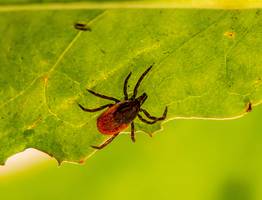 Больше 20 человек пострадали из-за укусов клещей в Коми