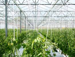В Коми может появиться северный тепличный комплекс