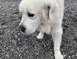 В Коми вступил в силу приговор экс-руку УЖКХ за халатность при отлове собак