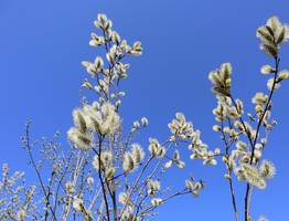 Синоптики дали прогноз погоды в Коми на 26 мая