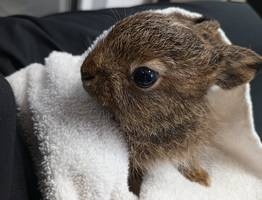 Спасенного зайчонка отправят в Киров из Коми