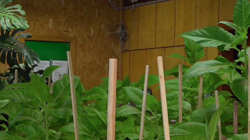 Главная картинка новости: В секретной лаборатории Коми выращивают моль, клещей и клопов