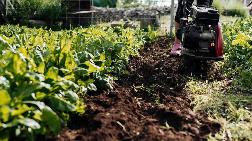 Главная картинка новости: Это самая вредная и опасная ягода: а мы употребляем ее как деликатес, еще и детей заставляем