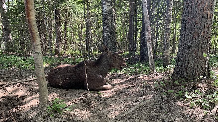 Главная картинка новости: Лосиха Гадя вновь принесла потомство на лосеферме в Якше