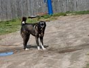 В Коми свора собак набросилась на женщину с питомцем