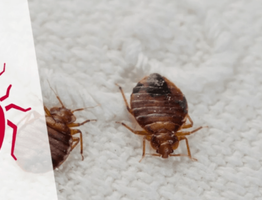 Профессиональная обработка от клопов в Сатке: как избавиться от неприятных гостей с гарантией