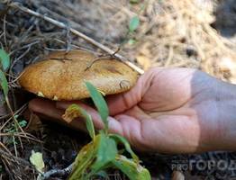 Настоящий яд в бульоне. Врач рассказала, из каких съедобных грибов нельзя варить суп