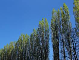 Штормовой ветер в Коми повалил тополь на дом, где были люди