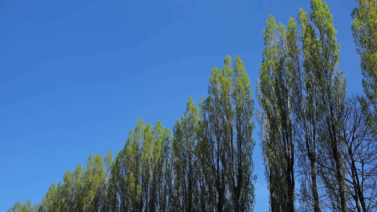 Главная картинка новости: Штормовой ветер в Коми повалил тополь на дом, где были люди