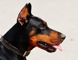 Мэрия города в Коми заплатит 250 000 рублей за нападение собак на детей