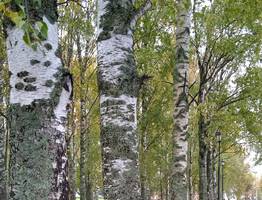Под Сыктывкаром массово  вырубают березы