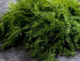 Три секрета заморозки укропа: сохраняем свежесть на всю зиму