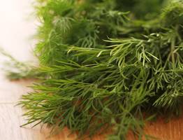 Как заморозить укроп: 3 хитрости, чтобы он оставался свежим и ароматным даже зимой