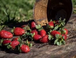 Клубничный урожай без хлопот: секретный сосед для сладкой ягоды