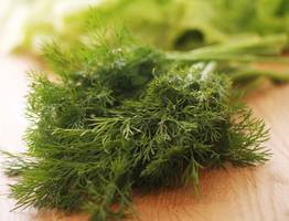 Будет свежим даже зимой: секретный способ сохранить свежесть и аромат зелени на целый год