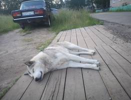 Хозяин лайки из Коми заплатит 17-летней девушке за укус собаки