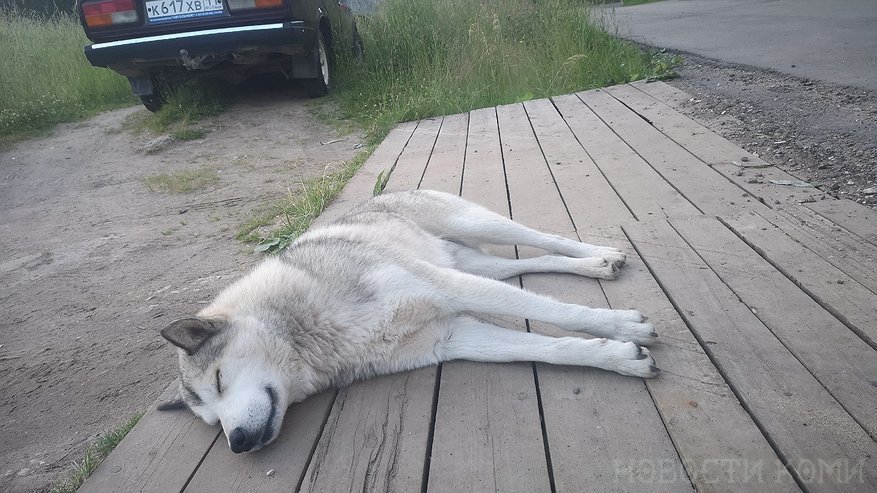 Хозяин лайки из Коми заплатит 17-летней девушке за укус собаки