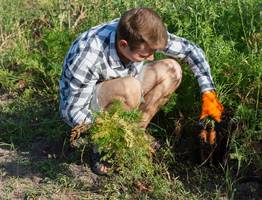 Морковь сразу пойдет в активный рост: в июне полейте грядку этим составом — это первый шаг к обильному урожаю