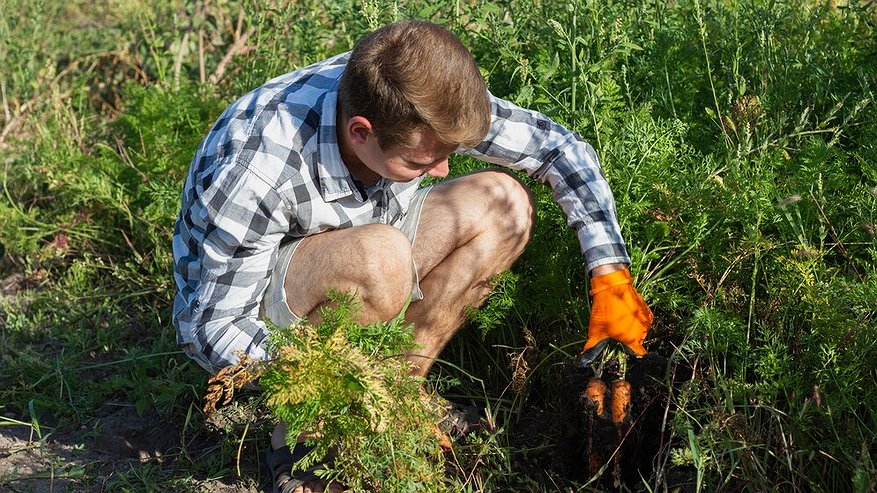 Морковь сразу пойдет в активный рост: в июне полейте грядку этим составом — это первый шаг к обильному урожаю