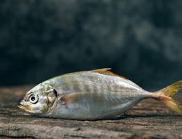 В Коми значительно сократилась популяция охраняемых рыб