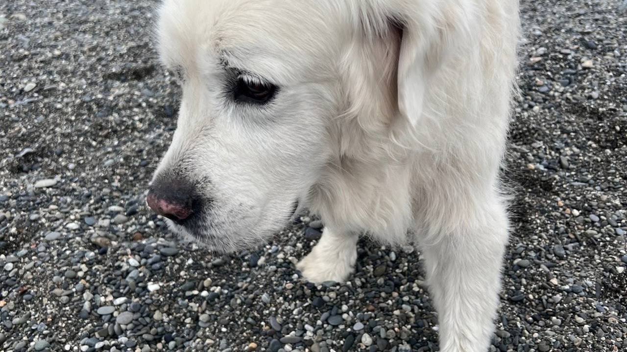 В Коми бывший питомник служебных собак отреставрируют для бродячих псов