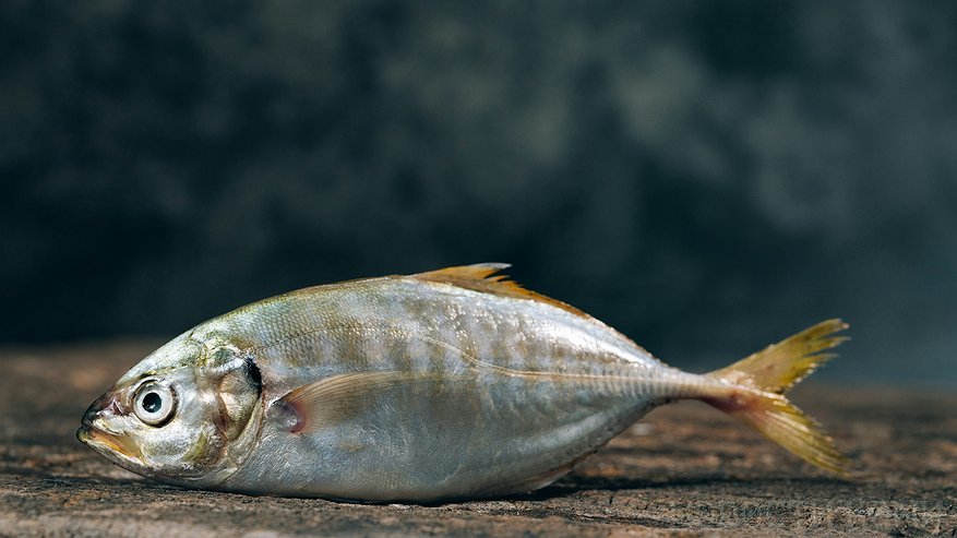 В Коми значительно сократилась популяция охраняемых рыб