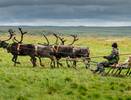 Коми оленеводы хотят уйти на Ямал