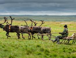 Коми оленеводы хотят уйти на Ямал
