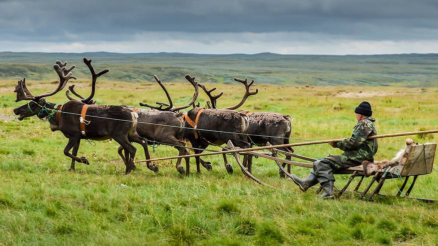 Главная картинка новости: Коми оленеводы хотят уйти на Ямал