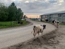 Жителям одного из сельских районов Коми досаждает крупный рогатый скот