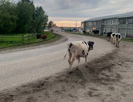 Жителям одного из сельских районов Коми досаждает крупный рогатый скот