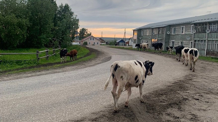Жителям одного из сельских районов Коми досаждает крупный рогатый скот