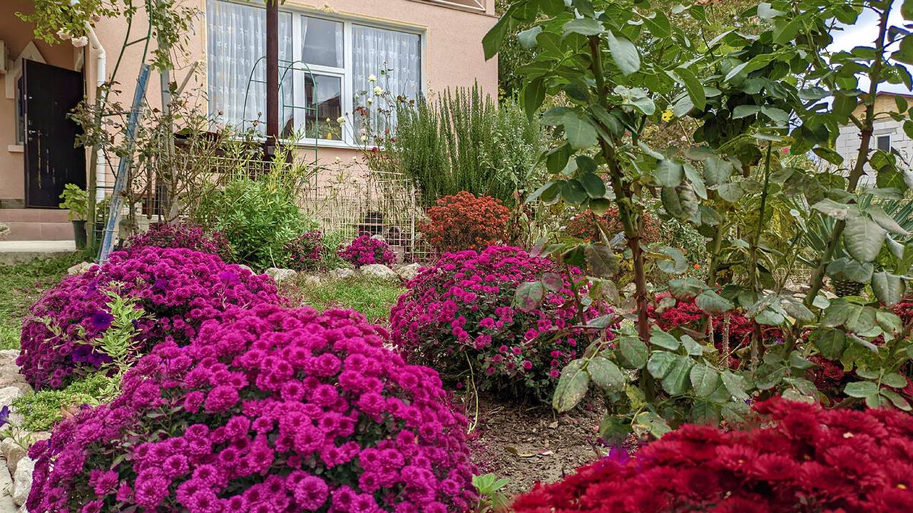 Главная картинка новости: Розы ждут именно этой подкормки в середине лета