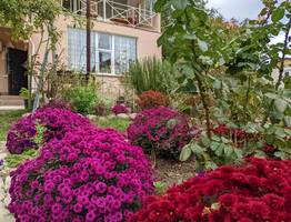 Розы ждут именно этой подкормки в середине лета