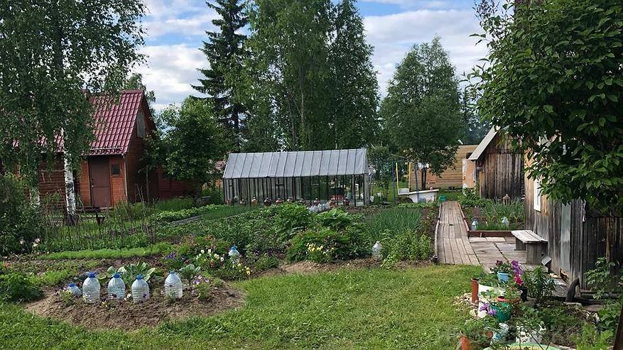 Главная картинка новости: Морковь немедленно пойдёт в рост: в июле полейте грядку этим раствором — первый шаг к хорошему урожаю