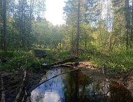 На юге Республики Коми пропали редкие лишайники