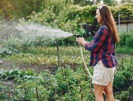 8 правил полива огородных культур. Как часто нужно поливать в жару огурцы, помидоры и капусту