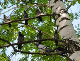 Синоптики рассказали о погоде в Коми на сегодня, 13 июля