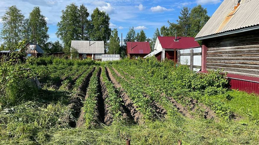 Главная картинка новости: Назвали самый вредный овощ после картофеля: летом мы едим его каждый день, а еще и детей заставляем