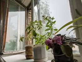 Начинающим цветоводам: комнатные растения, которые не требуют большого внимания