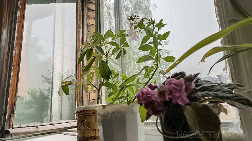 Главная картинка новости: Начинающим цветоводам: комнатные растения, которые не требуют большого внимания