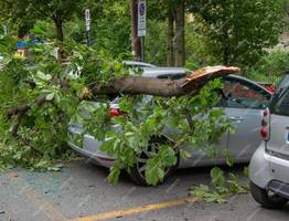 Владелец авто отсудил у администрации Ухты более 700 тысяч рублей за упавшее дерево