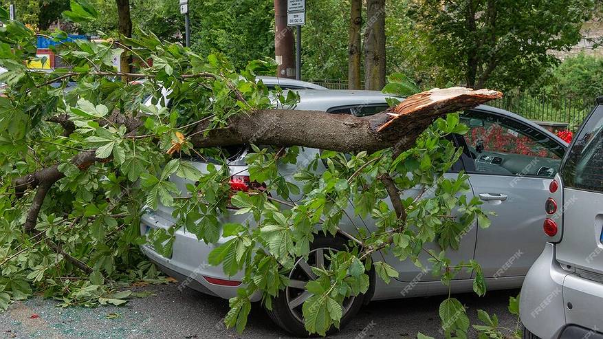 Главная картинка новости: Владелец авто отсудил у администрации Ухты более 700 тысяч рублей за упавшее дерево