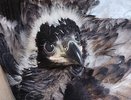 В Коми рыбаки нашли птенца вымирающего вида орлана