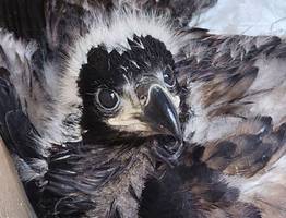 В Коми рыбаки нашли птенца вымирающего вида орлана